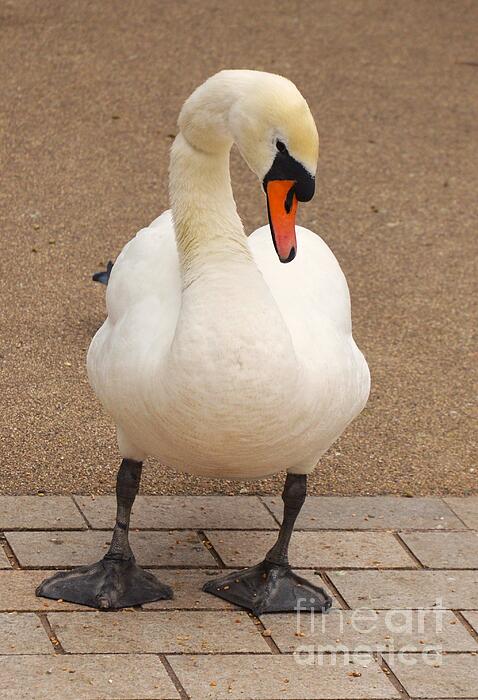 Marcus Dagan - Portrait Of A Swan In Stratford Upon Avon