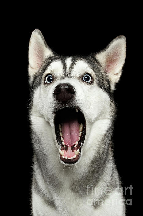 Siberian Husky Face Close Up Pet Dog Big Boys T-Shirt Tee 