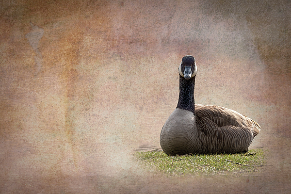 Portrait of an Annoyed Canada Goose Greeting Card by John Twynam