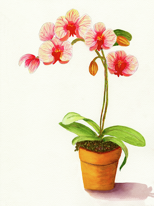 Deborah League - Potted Red And White Phalaenopsis Orchid