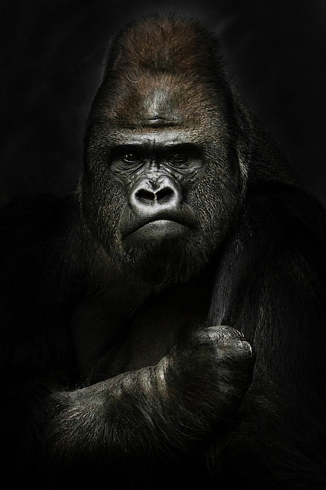 Powerful Dominant Male Gorilla Sits On A Background Of Stones An Throw  Pillow by Michael Semenov - Pixels Merch