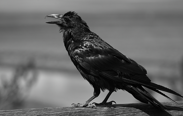 King of the Corvids for Fans of Crows and Ravens T-Shirt