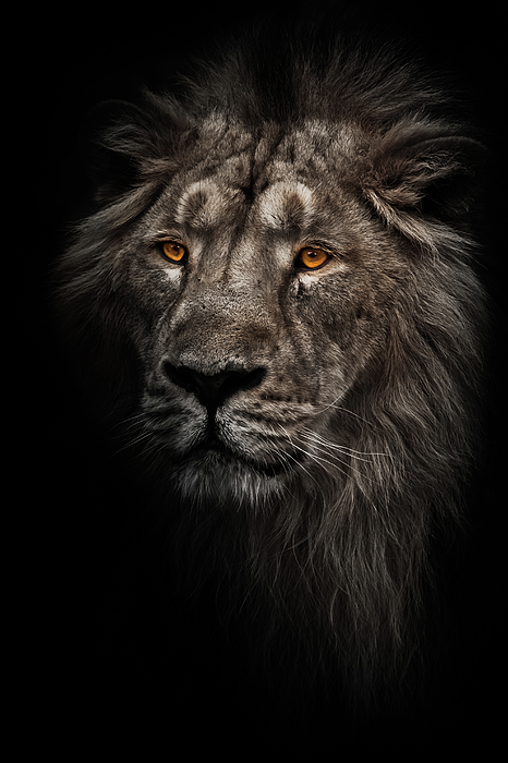 Sự cứng cáp và mạnh mẽ của sư tử đực trong bóng tối đêm sẽ khiến bạn cảm thấy đầy mê hoặc. Đừng bỏ lỡ cơ hội để chiêm ngưỡng hình ảnh tuyệt đẹp này trên iPhone và cảm nhận sức mạnh của loài thú vương giả.