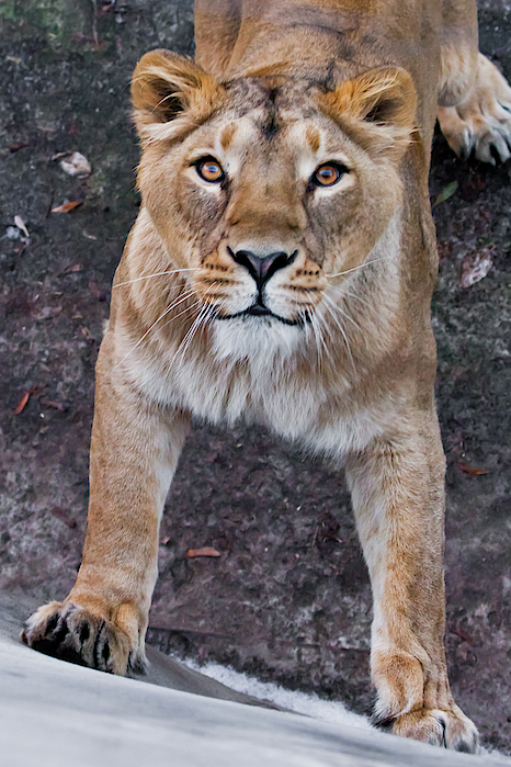 https://images.fineartamerica.com/images/artworkimages/medium/3/powerful-paws-confident-look-predatory-interest-of-big-cat-po-michael-semenov.jpg