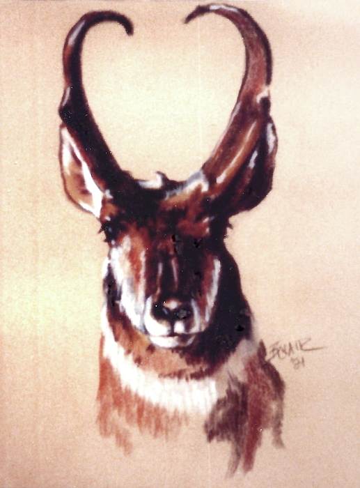Barbara Keith - Prairie Antelope