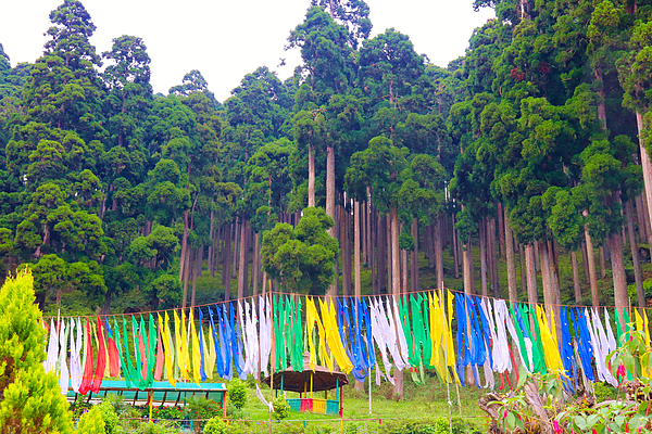 Prayer Flags In A Forest Photograph