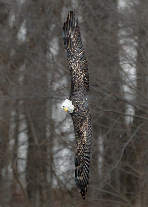Bird Art