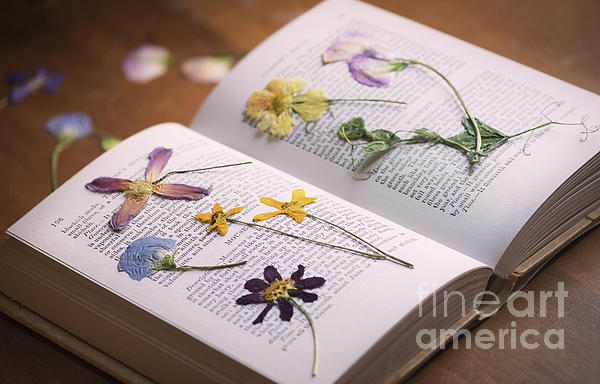 Pressed Dried Flowers Jigsaw Puzzle by Tim Gainey - Pixels