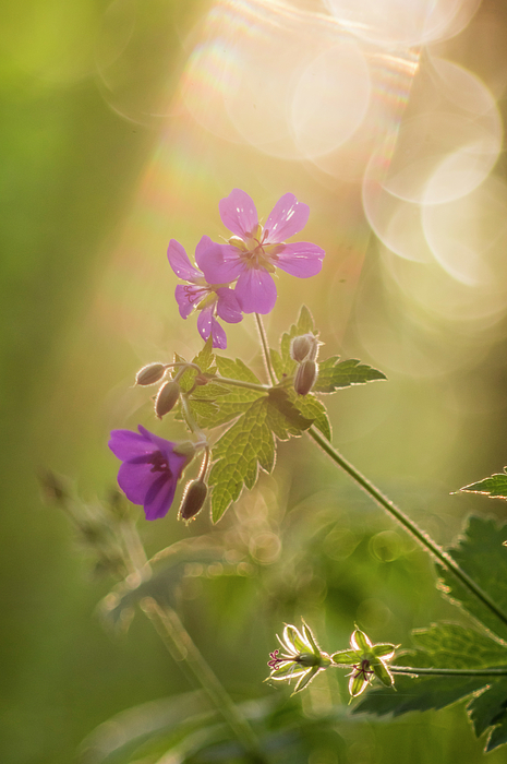Nature Photographs