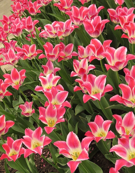 Lori Frisch - Pretty Pink Tulip Display