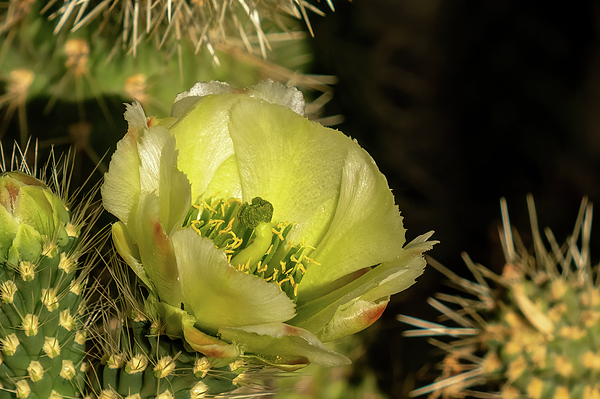 Laura Epstein - Prickly Pear Bloom