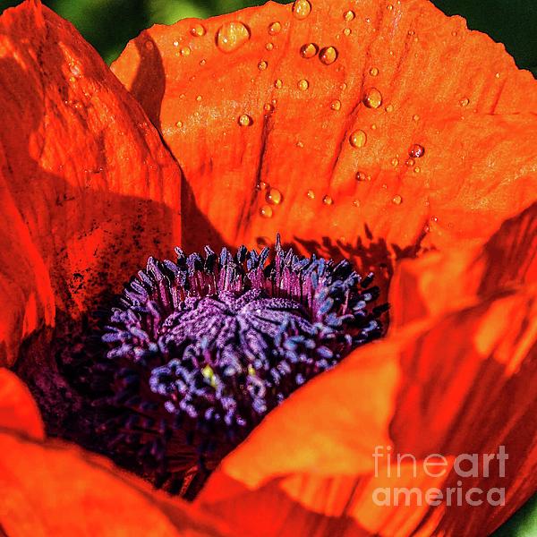 Cindy Treger - Prince of Orange Poppy Macro with Water Droplets