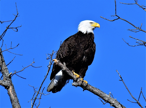 Proudness Yoga Mat by Jo-Ann Matthews - Fine Art America