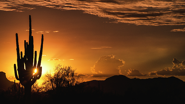 https://images.fineartamerica.com/images/artworkimages/medium/3/pure-gold-at-sunset-saija-lehtonen.jpg