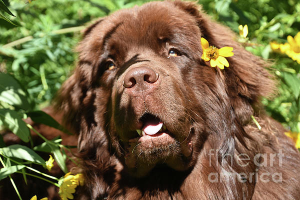 https://images.fineartamerica.com/images/artworkimages/medium/3/purebred-brown-newfoundland-dog-in-a-garden-dejavu-designs.jpg