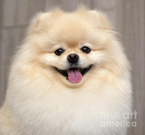 Pomeranian face hot sale