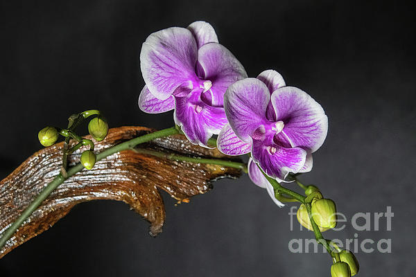 Diana Mary Sharpton - Purple and White Moth Orchid