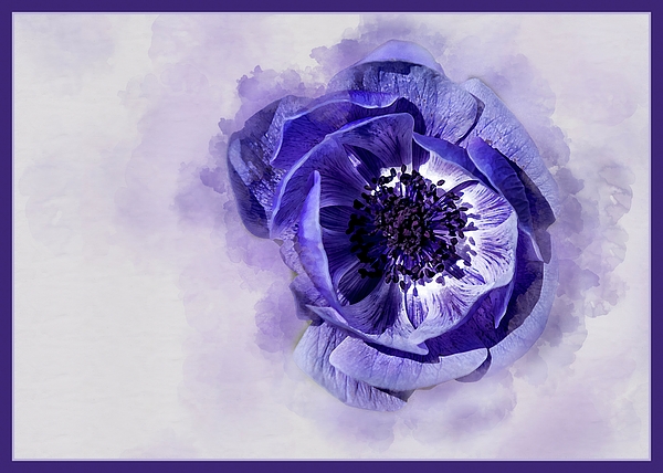 Bob McCormac - Purple Anemone