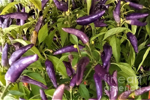 Marine B Rosemary - Purple Cayenne Peppers