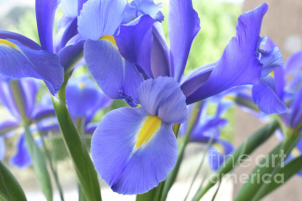 Thurston Conger - Purple Iris Delight