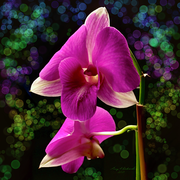 Gary F Richards - Purple Dendrobium Orchid