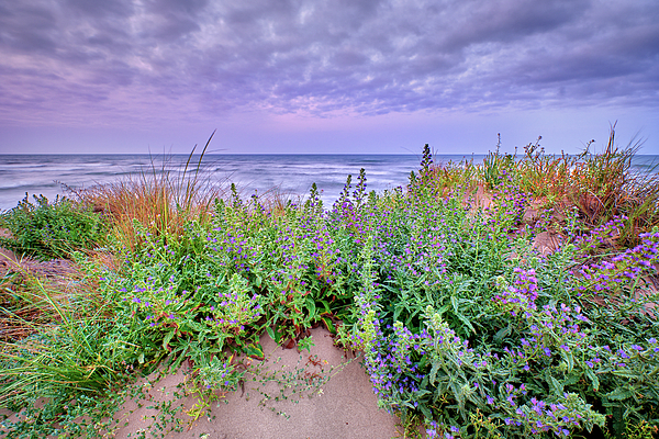 Guido Montanes Castillo - Purple flowers. Sand dunes. At sunrise. Spain
