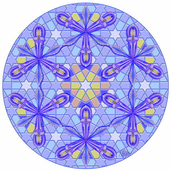 Tim Phelps - Purple Hexagon Dwarf iris