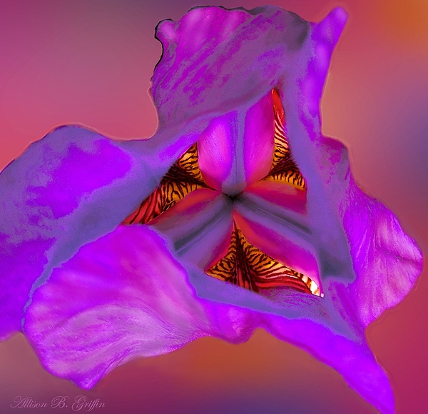 Allison Griffin - Purple Iris Abstract Art