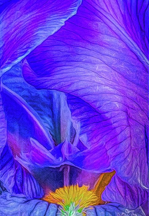 Kevin Lane - Purple Iris Full Bloom