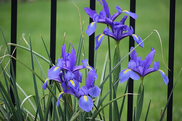 Mary The Barber - Purple Irises 