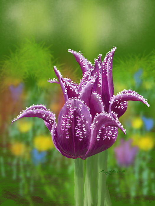 Gary F Richards - Purple Lily Flowering Tulips after Rain
