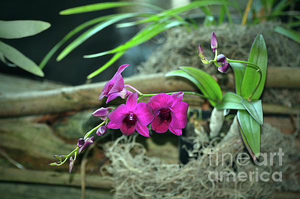 Savannah Gibbs - Purple Orchid Flower