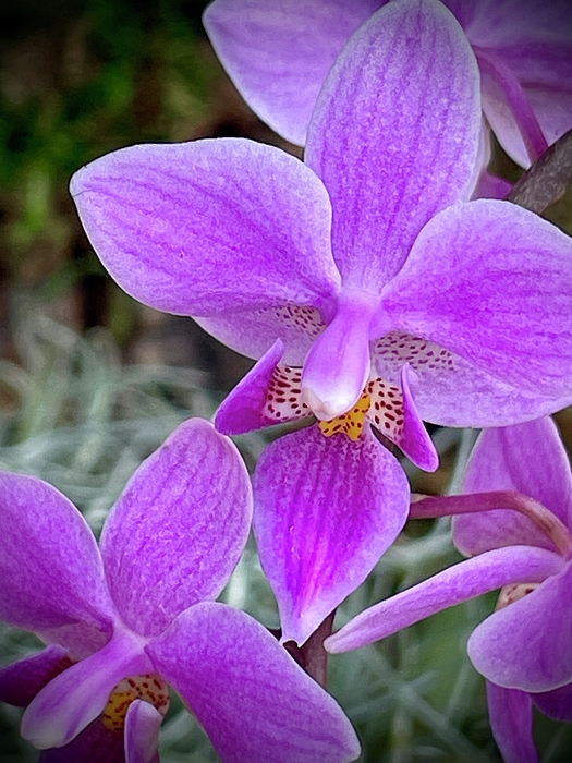 Jane Linders - Purple orchid