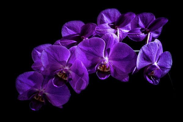 Denise Harty - Purple Orchids