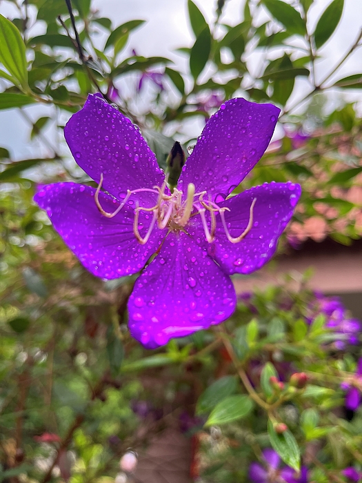 Beryl Jasper - Purple Rain Drops