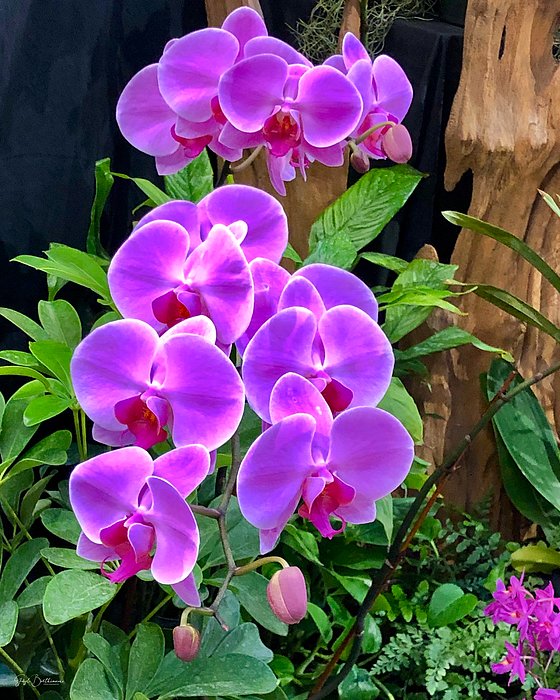 Gayle Berthiaume - Purple Rain of Orchids
