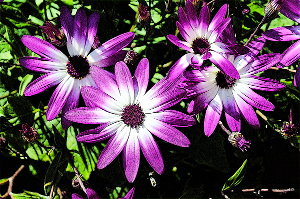 Lynne Iddon - Purple Senetti Flowers And Opening Buds D