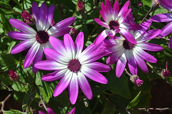 Lynne Iddon - Purple Senetti Flowers And Opening Buds