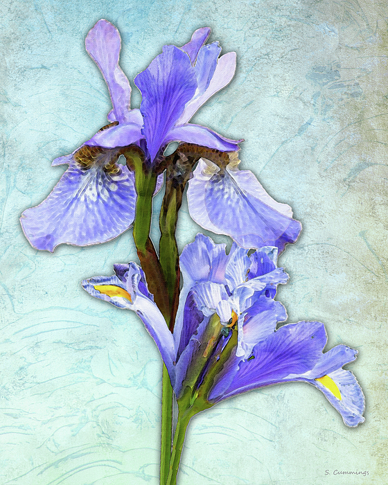 Sharon Cummings - Purple Spring Irises On Blue