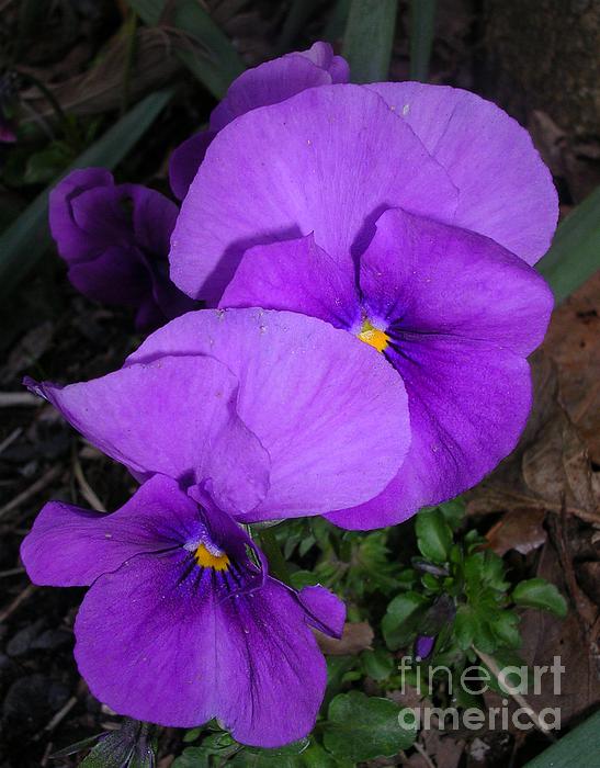 Purple Pansies Coffee Mug – bariellenpotter