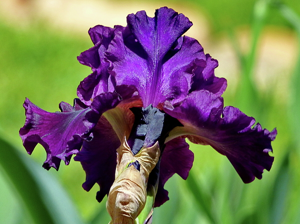 Lyuba Filatova - Purple Tall Bearded Iris