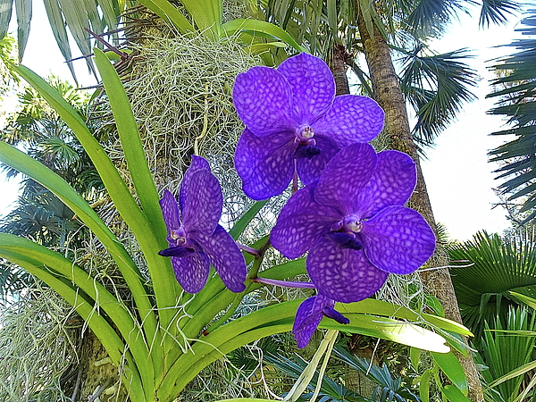 Lyuba Filatova - Purple Vanda Orchid