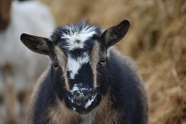 Pygmy Goat Greeting Card by Riley Bradford