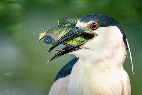 Heron Art