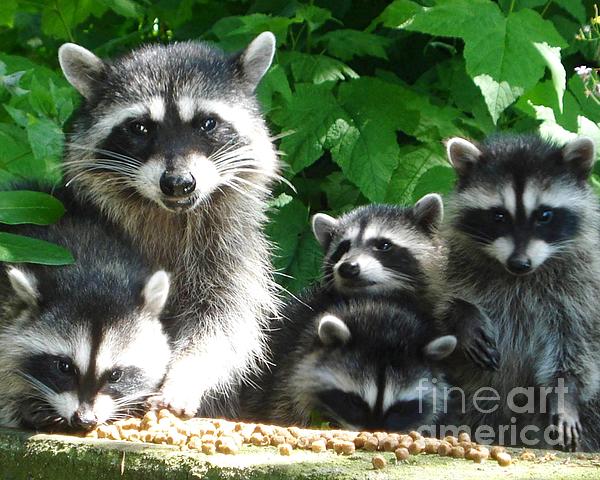 Laura Vanatka - Raccoon family happy munching  
