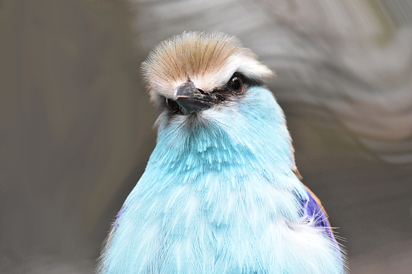 Ed Stokes - Racket tailed Roller