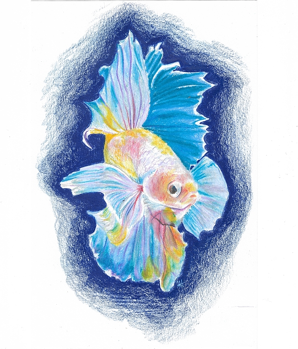betta fish drawings
