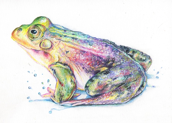 Rainbow Frog Jigsaw Puzzle by Lis Zadravec - Fine Art America