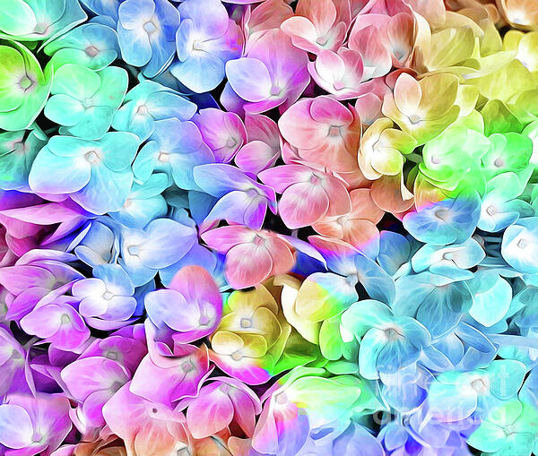 Judy Palkimas - Rainbow Pastetl Hydrangea