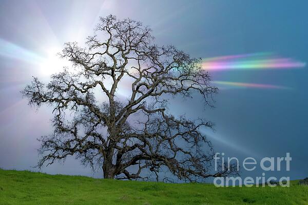 Leslie Wells - Rainbow Starburst Oak Tree in Spring